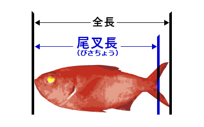 全長と尾叉長