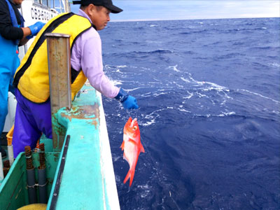 キンメダイを釣り上げる